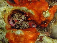 Pyuridae